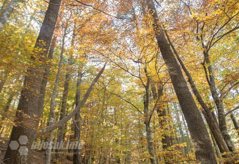 FOTO|Odmorite oči: Jesenja idila na Rujištu